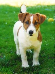 Jack Russel